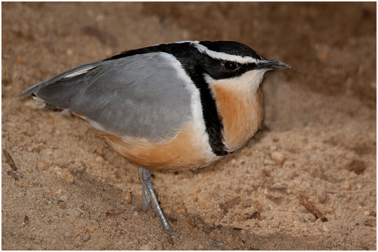Philadelphia Zoo Bird No 3 PRES s
